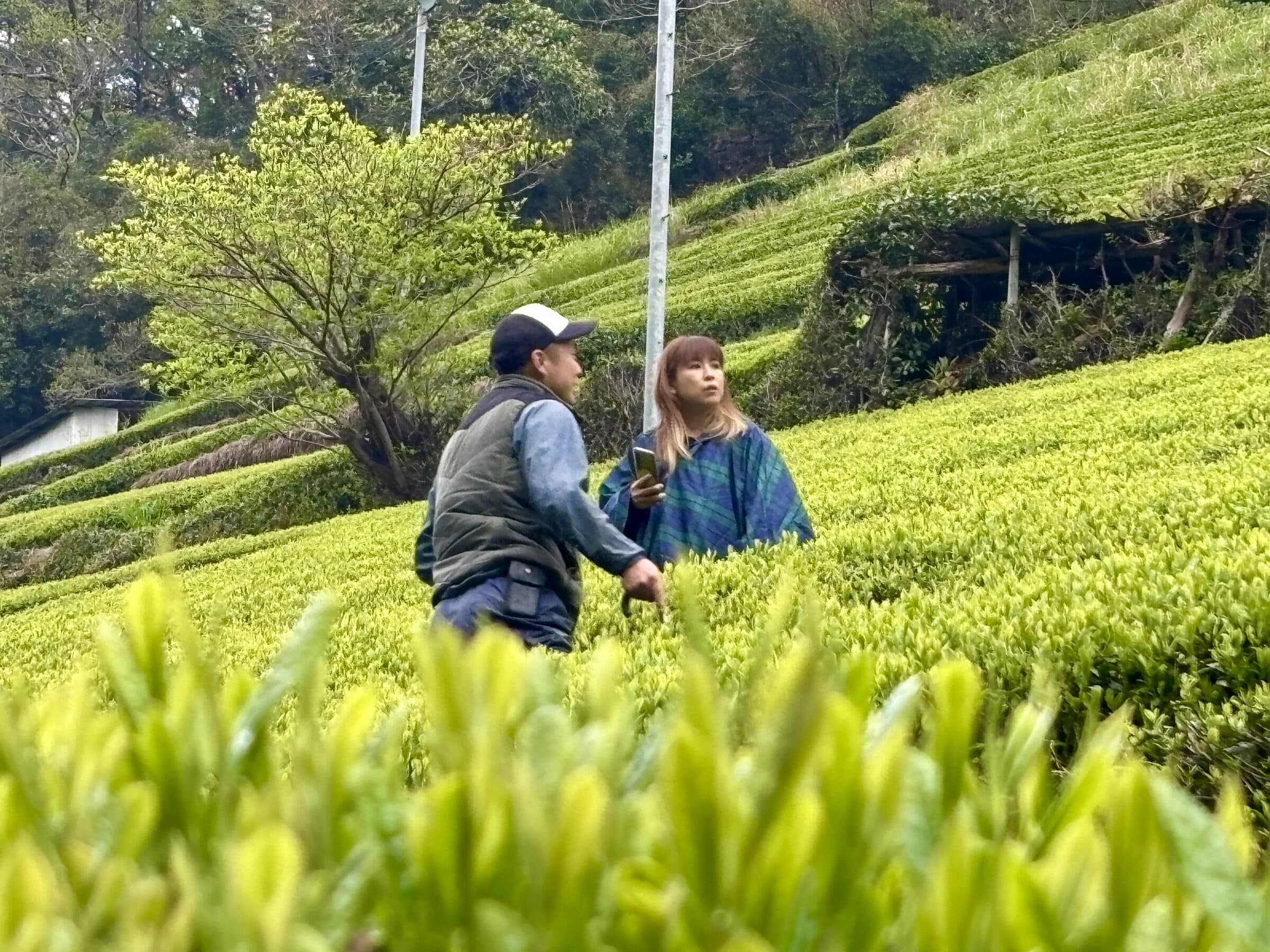 生産者と歩く茶畑の体験