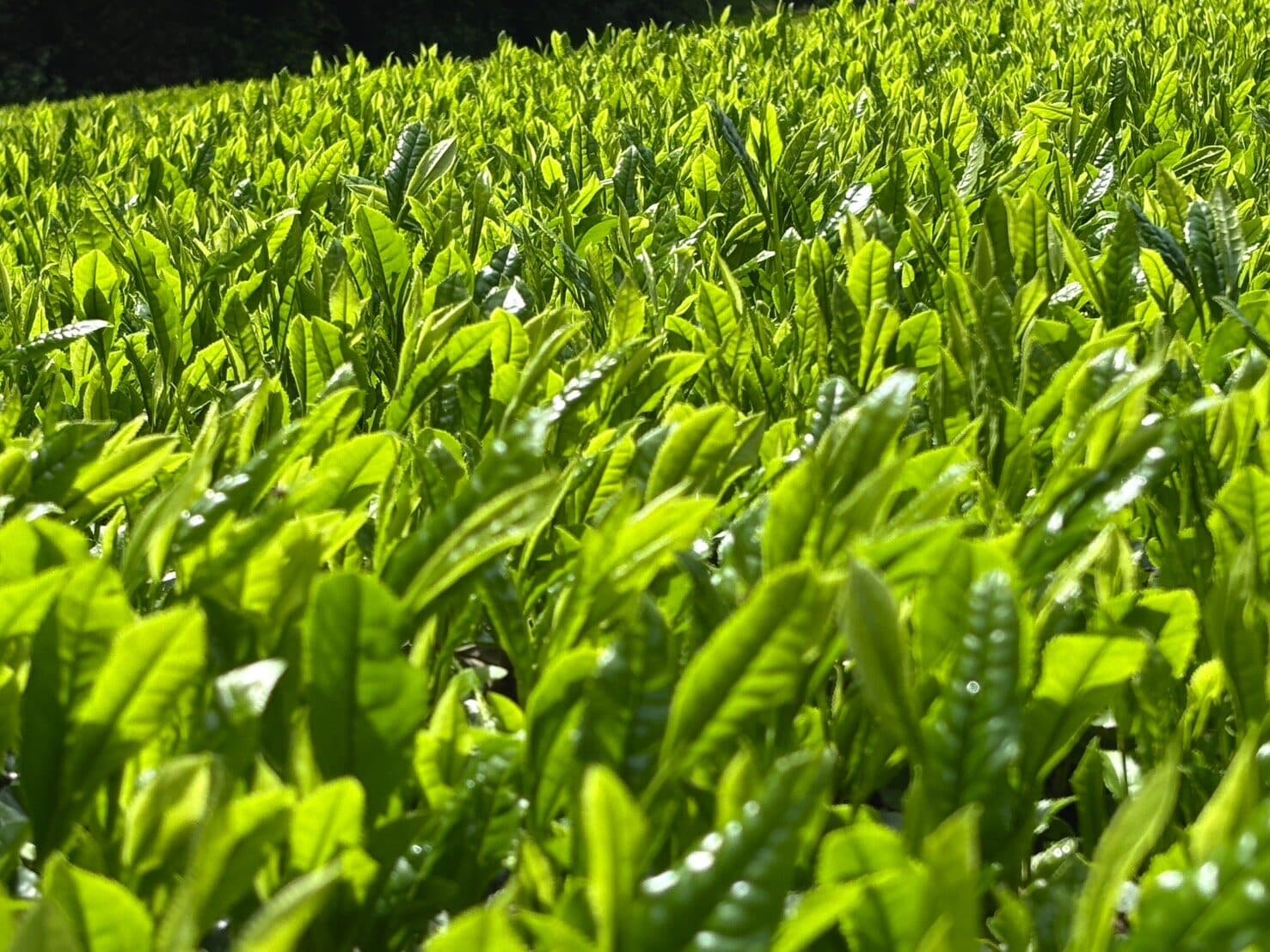 かぶせ茶