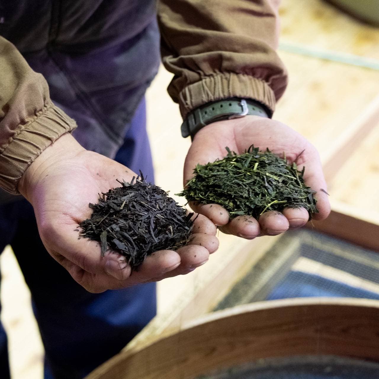 両手に二色の茶葉。左は焙煎が深く色濃い荒茶、右は鮮やかな緑の仕上げ茶